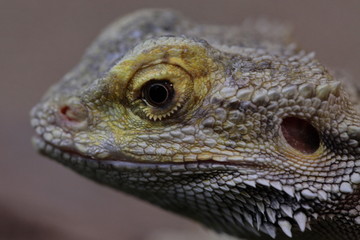 oeil de lézard