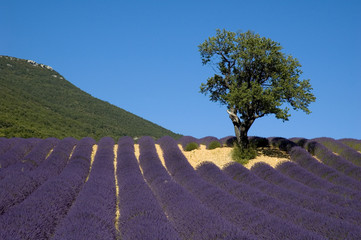 Amandier au milieux d'un  Champ de lavande