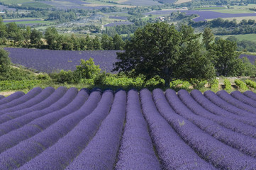 Arbre solitaire devant un champ de lavande Proven&ccedil;al