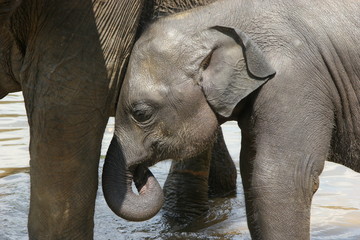 Baby elephant, Sri Lanka, Elephant orphanage