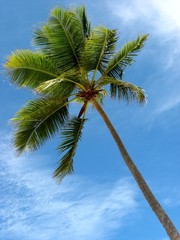 Palm Tree Against Blue Sky