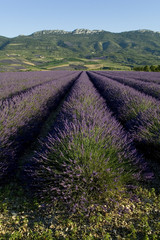 champ de lavande Provencal