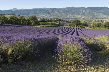 Gordijnen Provençaalse lavendelveld © Marc LOBJOY