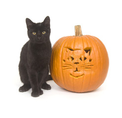 Black cat and pumpkin