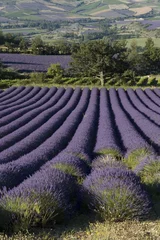 Gardinen Lavendelfeld - Vallee de Sainte Jalle © Marc LOBJOY