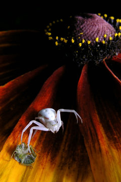 Araignée crabe et sa proie