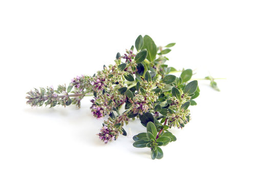 Bunch of fresh herbs thyme on white background