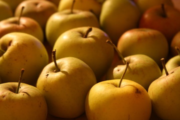 apple harvest