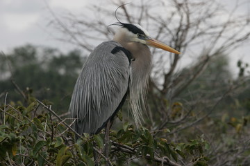 BLUE HERON NESTING SEASON FLORIDA USA