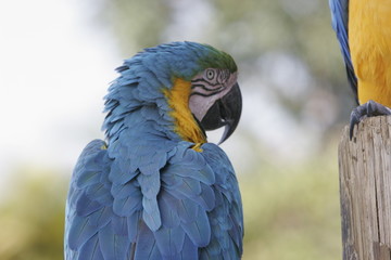 BLUE PAROT