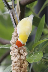 FLORIDA NATIVE SMALL BIRDS