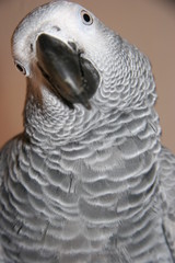 AFRICAN GRAY BIRD