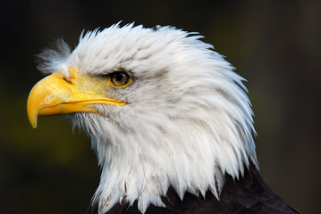 American Bald Eagle (Haliaeetus leucocephalus)