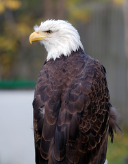 American Bald Eagle (Haliaeetus leucocephalus)