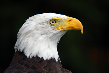American Bald Eagle (Haliaeetus leucocephalus)