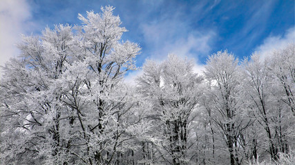 winter forest