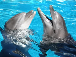 Papier Peint photo Lavable Dauphin deux dauphins