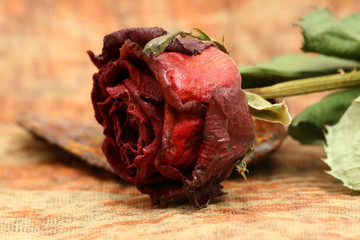 rose fanée