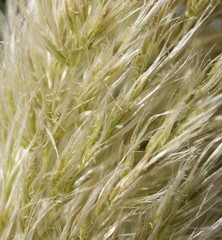 grass background