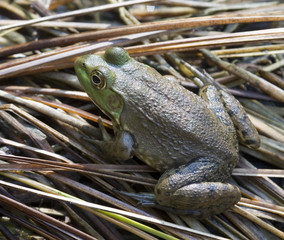 frog © Guy Sagi