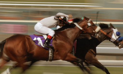 Horse Racing Action -- Motion Blur