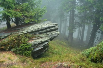 Rock in forest with mist