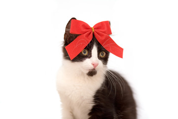 kitten with red bow tie