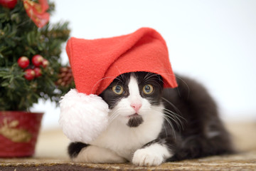 kitten in santa hat and christmas decorations