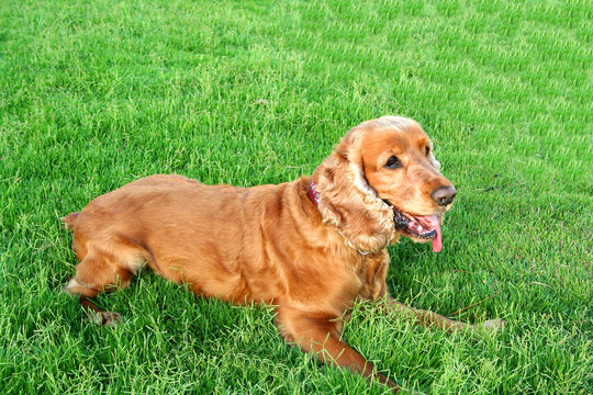 Cocker Spaniel, Cartucho