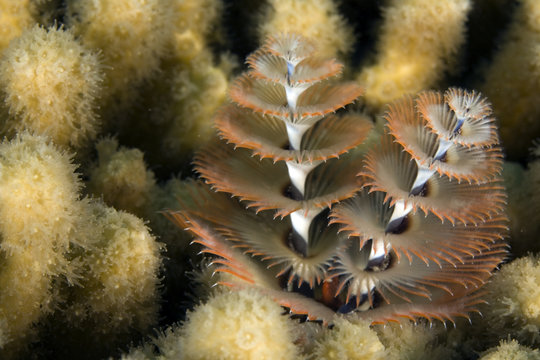 Christmas Tree Worm, Spirobranchus giganteus