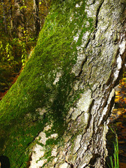 Obraz premium green moss on birch