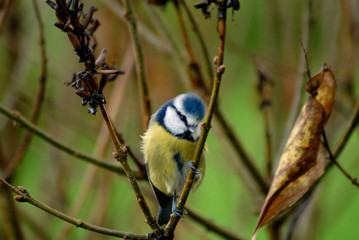 Parus caeruleus