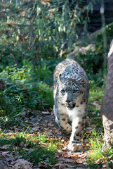 snow leopard