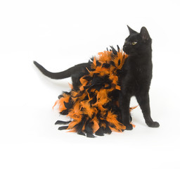 Black cat and Halloween