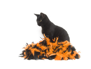 Black cat and Halloween