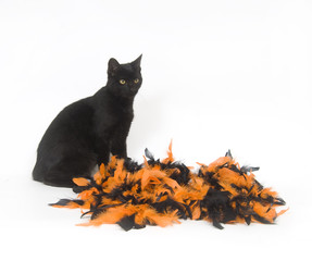 Black cat and Halloween