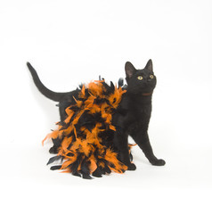 Black cat and Halloween