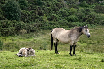 Obraz premium Horse and colt