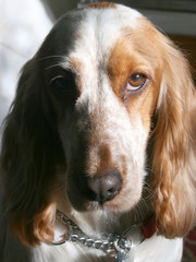 cocker spaniel