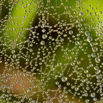 Dew drops