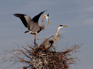 NESTING BLUE HERON NATIVE BIRDS OF FLORIDA
