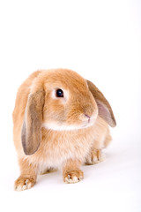 brown-white bunny