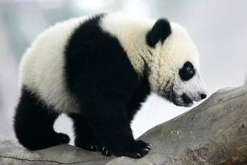 Deurstickers Panda Grote panda