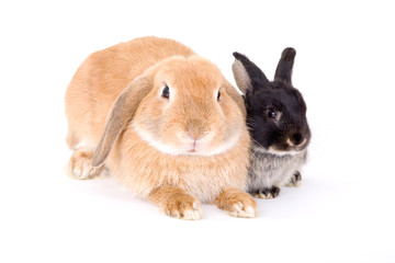 Naklejka premium two bunny on a white background