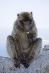 Naklejka premium Berberaffe_05, Gibraltar
