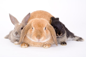 three bunny on a white background