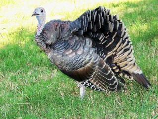 Wild Turkey showing off ruffled feathers.