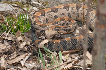 Fototapeta premium Timber Rattlesnake