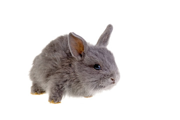 grey bunny, isolated