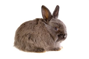 grey bunny, isolated